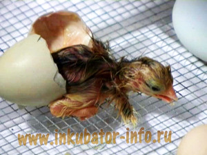 Инкубирование яиц в домашних условиях
