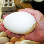Инкубация гусиных яиц: режим инкубации, таблица