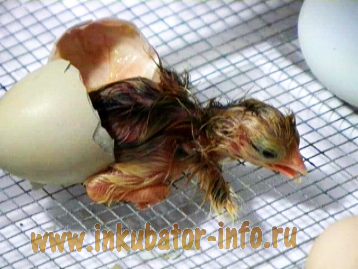 Птенцы появляются на свет. Цыпленок вылупился. Вылупление цыпленка из яйца. Вылупление цыплят в инкубаторе. Птенец вылупляется.